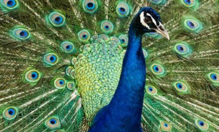 Van Diemans Birds of a Feather - Elegant Peacock Train - Shimmering Fountain Pen 30ml Ink