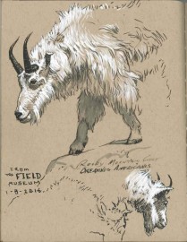 Faber Castell Art & Graphic Pitt Artist Pen Calligraphy India Ink Pen, White 167501